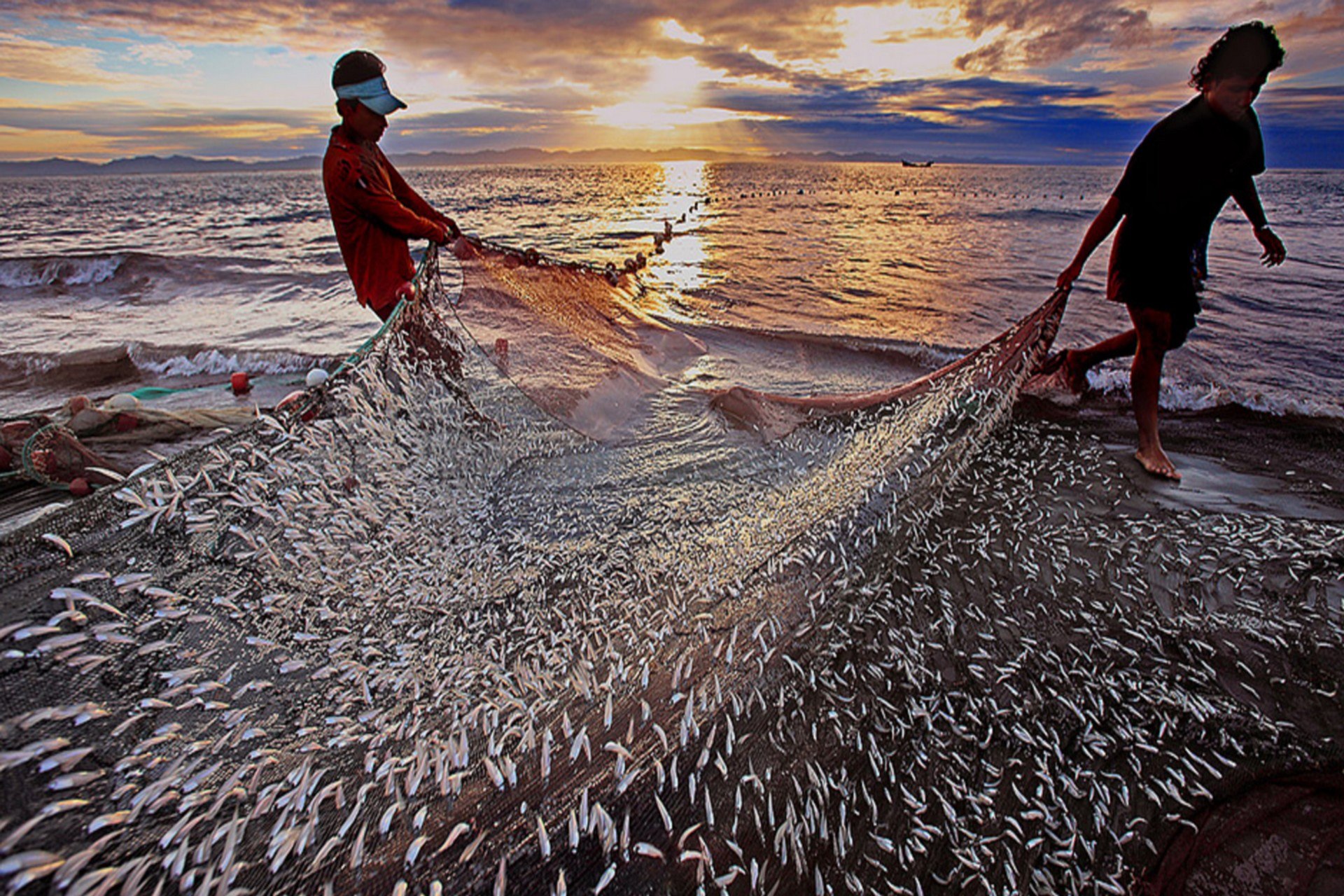 Many net. Рыболовство. Истощение рыбных ресурсов. Истощение рыбных запасов. Рыболовство в жизни человека.