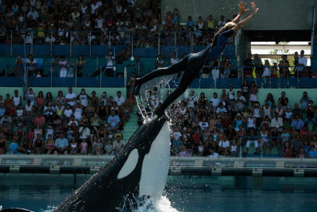 Résultat de recherche d'images pour "marineland sepectacle de nuit"