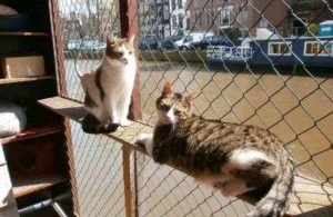 Amsterdam donne sa langue au chat