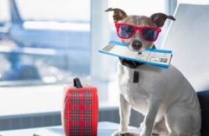 L’indemnité d’annulation voyages CE, c’est pas que pour les chiens