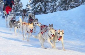 Le nouveau catalogue voyages en Laponie Finlandaise est bien en ligne