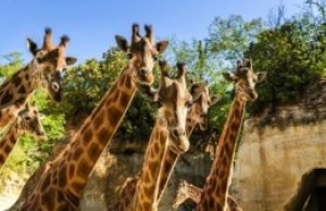 Bioparc de Doué-la-Fontaine, au plus près de l’essentiel