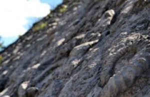 Pourquoi la Dalle aux Ammonites casse la baraque
