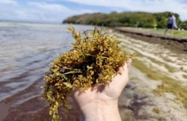 Tourisme aux Antilles : les Sargasses doivent-elles être déclarées Catastrophes Naturelles ?