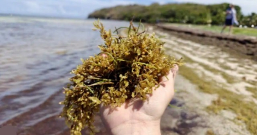Tourisme aux Antilles : les Sargasses doivent-elles être déclarées Catastrophes Naturelles ?